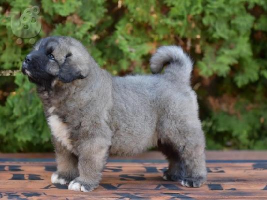 Κουτάβια CAUCASIAN SHEPHERD